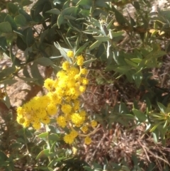 Acacia cultriformis at Hughes, ACT - 6 Sep 2020 11:25 AM