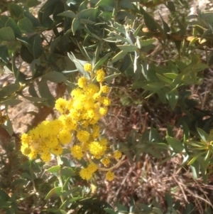 Acacia cultriformis at Hughes, ACT - 6 Sep 2020 11:25 AM