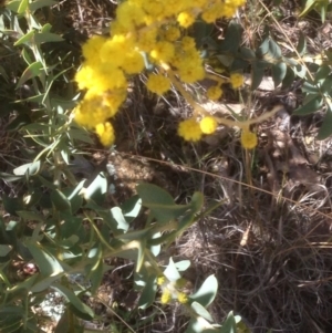 Acacia cultriformis at Hughes, ACT - 6 Sep 2020