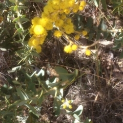 Acacia cultriformis at Hughes, ACT - 6 Sep 2020