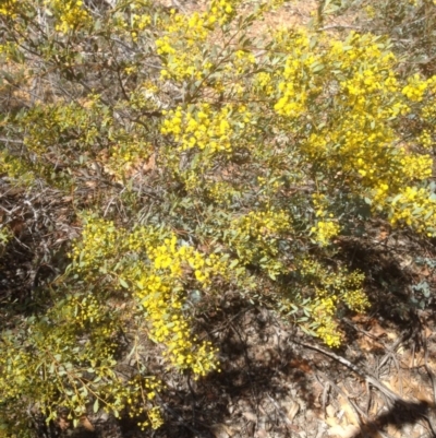 Acacia buxifolia subsp. buxifolia (Box-leaf Wattle) at Hughes, ACT - 6 Sep 2020 by jennyt