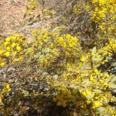 Acacia buxifolia subsp. buxifolia at Hughes, ACT - 6 Sep 2020 11:21 AM