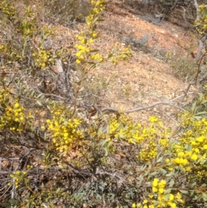 Acacia buxifolia subsp. buxifolia at Hughes, ACT - 6 Sep 2020 11:21 AM