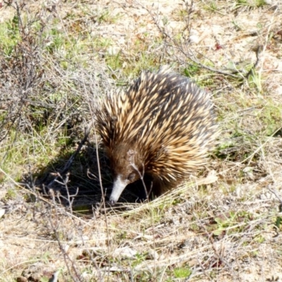 Tachyglossus aculeatus (Short-beaked Echidna) at Theodore, ACT - 6 Sep 2020 by owenh