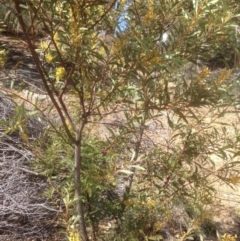 Acacia rubida at Hughes, ACT - 6 Sep 2020