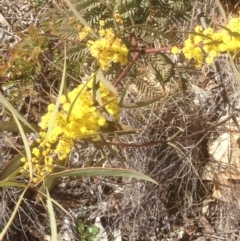 Acacia rubida at Hughes, ACT - 6 Sep 2020