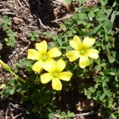 Oxalis perennans (Grassland Wood Sorrel) at Black Range, NSW - 6 Sep 2020 by MatthewHiggins