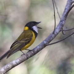 Pachycephala pectoralis (Golden Whistler) at Mirador, NSW - 5 Sep 2020 by Leo