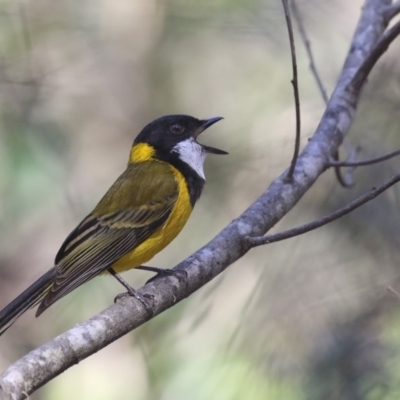 Pachycephala pectoralis (Golden Whistler) at Mirador, NSW - 5 Sep 2020 by Leo