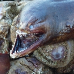 Unidentified Shark / Ray at Wapengo, NSW - 19 Jul 2020 by Jackie Lambert