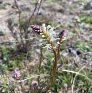 Stackhousia monogyna at Symonston, ACT - 6 Sep 2020