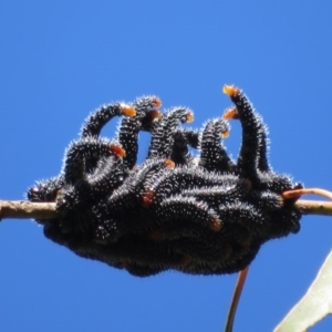 Perga sp. (genus) at Latham, ACT - 6 Sep 2020