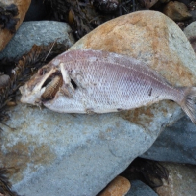 Unidentified Shark / Ray at Wapengo, NSW - 19 Jul 2020 by Jackie Lambert