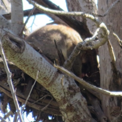 Trichosurus vulpecula (Common Brushtail Possum) at Latham, ACT - 6 Sep 2020 by Christine