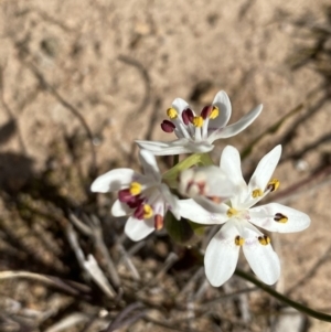 Wurmbea dioica subsp. dioica at Symonston, ACT - 6 Sep 2020