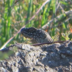 Egernia cunninghami (Cunningham's Skink) at Umbagong District Park - 6 Sep 2020 by Christine