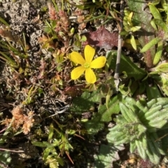Oxalis (genus) (Wood Sorrel) at Symonston, ACT - 6 Sep 2020 by KL