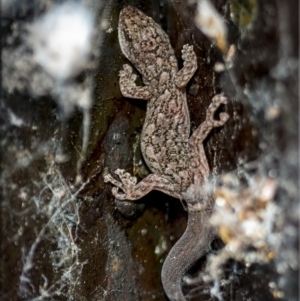 Christinus marmoratus at Holt, ACT - suppressed