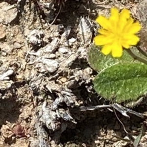 Hypochaeris radicata at Red Hill, ACT - 6 Sep 2020 12:17 PM