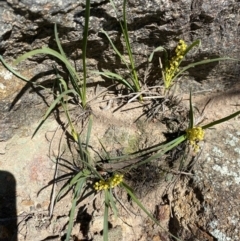 Lomandra filiformis (Wattle Mat-rush) at Red Hill, ACT - 6 Sep 2020 by KL