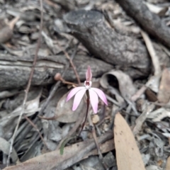 Caladenia fuscata (Dusky Fingers) at Bruce, ACT - 5 Sep 2020 by Margo