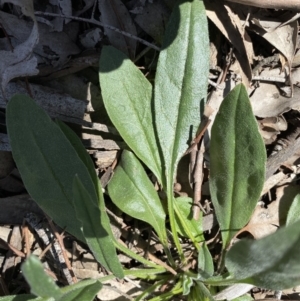 Cynoglossum australe at Symonston, ACT - 6 Sep 2020 12:40 PM