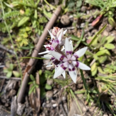 Wurmbea dioica subsp. dioica (Early Nancy) at Mount Mugga Mugga - 6 Sep 2020 by KL