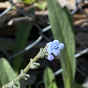 Cynoglossum australe at O'Malley, ACT - 6 Sep 2020