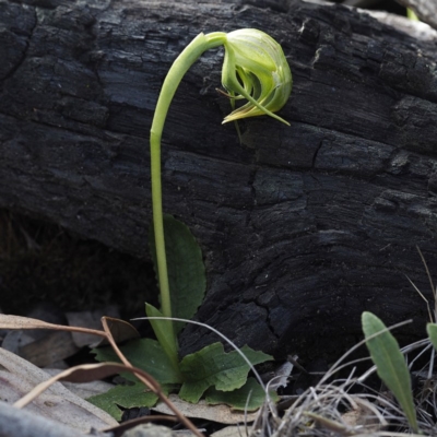 Pterostylis nutans (Nodding Greenhood) - 1 Jan 1900 by David