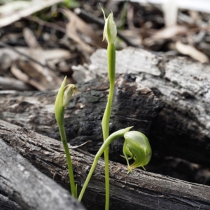 Pterostylis nutans at Downer, ACT - 6 Sep 2020