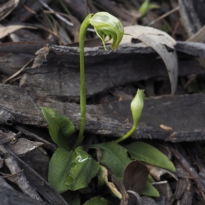 Pterostylis nutans at Downer, ACT - 6 Sep 2020