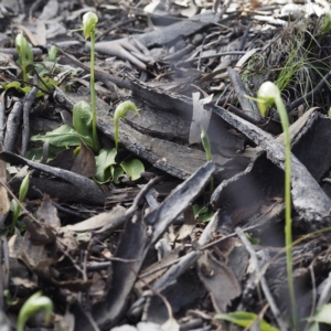 Pterostylis nutans at Downer, ACT - 6 Sep 2020