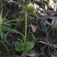 Pterostylis nutans (Nodding Greenhood) - 1 Jan 1900 by David