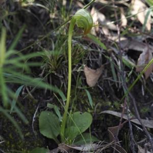 Pterostylis nutans at Point 5805 - suppressed