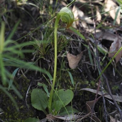 Pterostylis nutans (Nodding Greenhood) at Point 5805 - 6 Sep 2020 by David