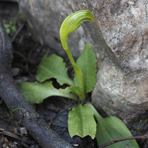 Pterostylis nutans at Point 5805 - suppressed