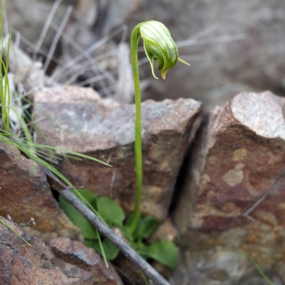 Pterostylis nutans (Nodding Greenhood) at Acton, ACT - 6 Sep 2020 by David