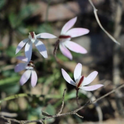 Caladenia fuscata (Dusky Fingers) at Gundaroo, NSW - 6 Sep 2020 by Gunyijan