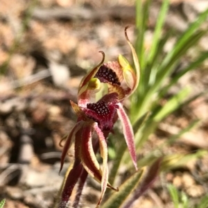 Caladenia actensis at suppressed - 6 Sep 2020