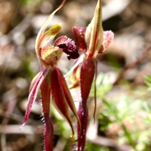 Caladenia actensis at suppressed - suppressed