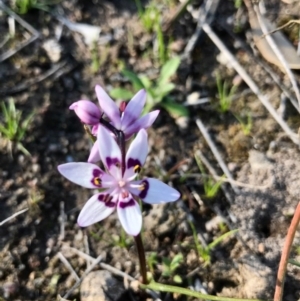 Wurmbea dioica subsp. dioica at Kambah, ACT - 6 Sep 2020