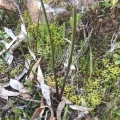 Thelymitra sp. (A Sun Orchid) at Kambah, ACT - 6 Sep 2020 by PeterR