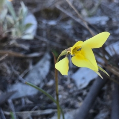 Diuris chryseopsis (Golden Moth) at Kambah, ACT - 5 Sep 2020 by PeterR