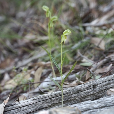 Bunochilus umbrinus (ACT) = Pterostylis umbrina (NSW) (Broad-sepaled Leafy Greenhood) by David