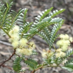 Acacia terminalis (Sunshine Wattle) at Wattle Ridge - 3 Sep 2020 by GlossyGal