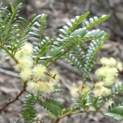 Acacia terminalis (Sunshine Wattle) at Wattle Ridge - 3 Sep 2020 by GlossyGal