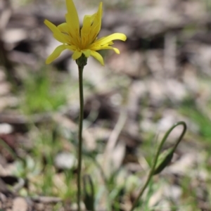 Microseris walteri at Gundaroo, NSW - 6 Sep 2020