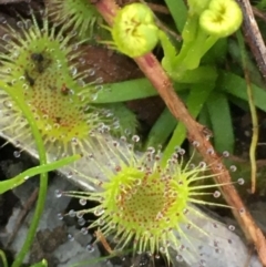 Drosera sp. at Symonston, ACT - 6 Sep 2020