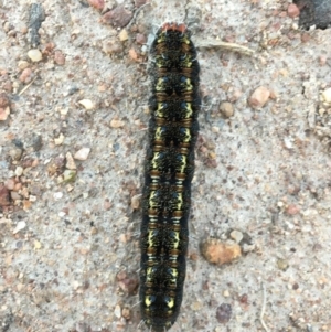 Apina callisto at Symonston, ACT - 6 Sep 2020 05:40 AM