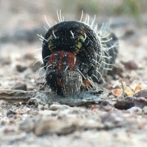 Apina callisto at Symonston, ACT - 6 Sep 2020